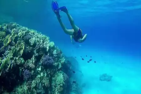 Snorkeling trip at port ghalib marina from Marsa Alam